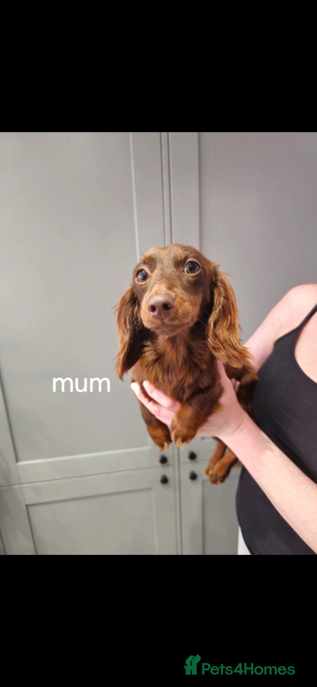 Miniature Dachshund dogs for sale: long haired miniature dachshund  READY TO LEAVE - Advert 10