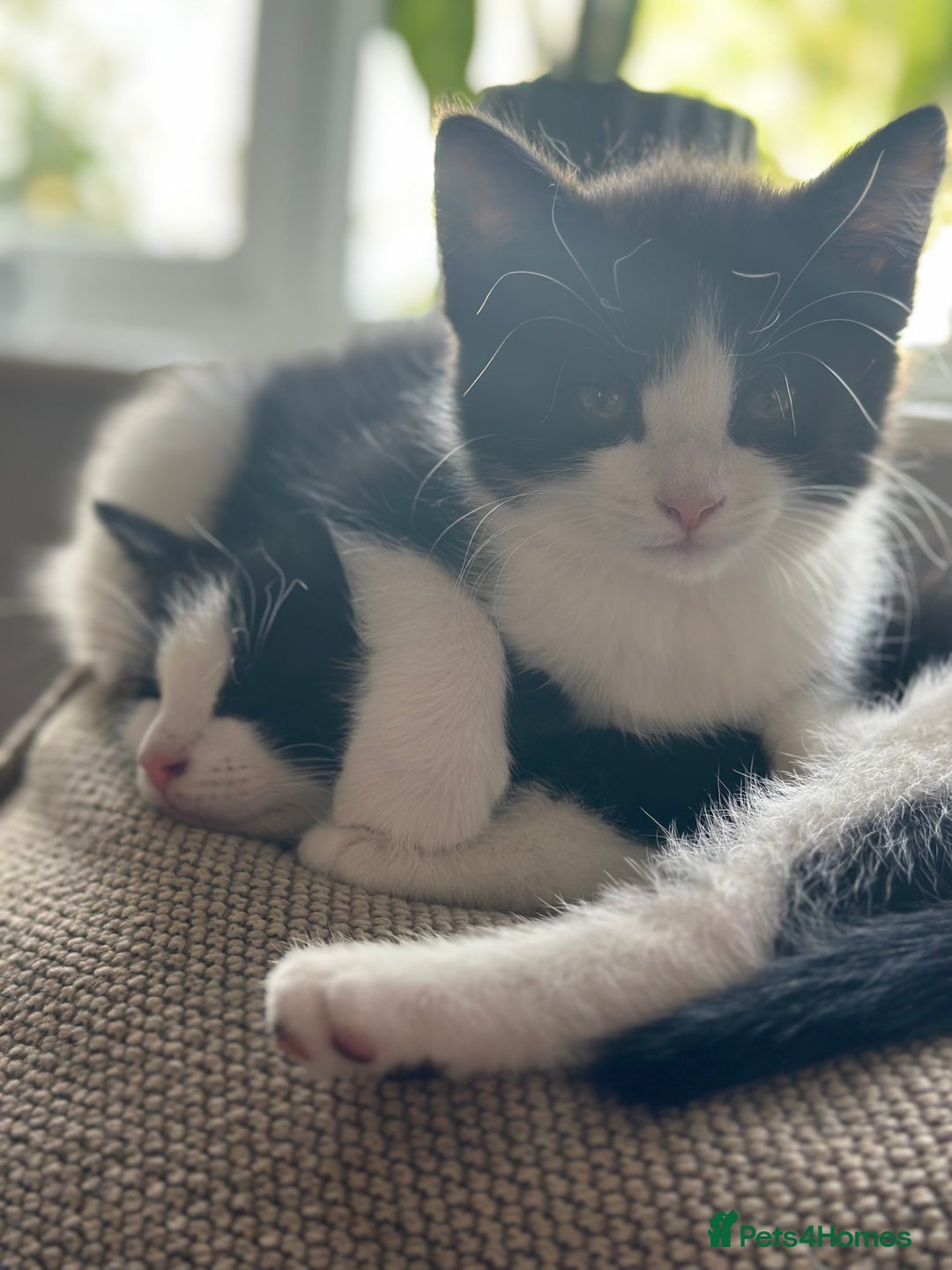 British Shorthair cats for sale: Beautiful tuxedo kittens - Image 4
