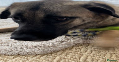 Mixed Breed dogs - Advert 8