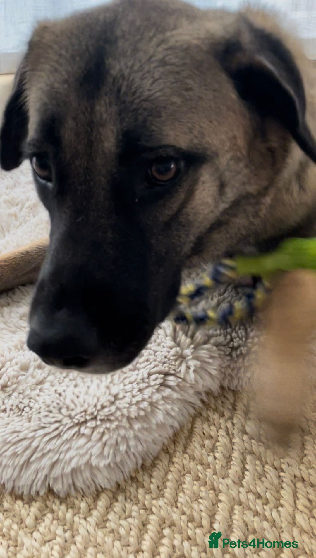 Mixed Breed dogs for sale: Melon – A Gentle Anatolian Shepherd Mix - Image 2