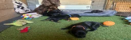 Mixed Breed dogs for sale: Working cocker with mix dads family pet  - Advert 9