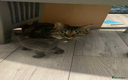 Bengal cats for sale: Beautiful bengal cross kittens ready to leave - Image 8