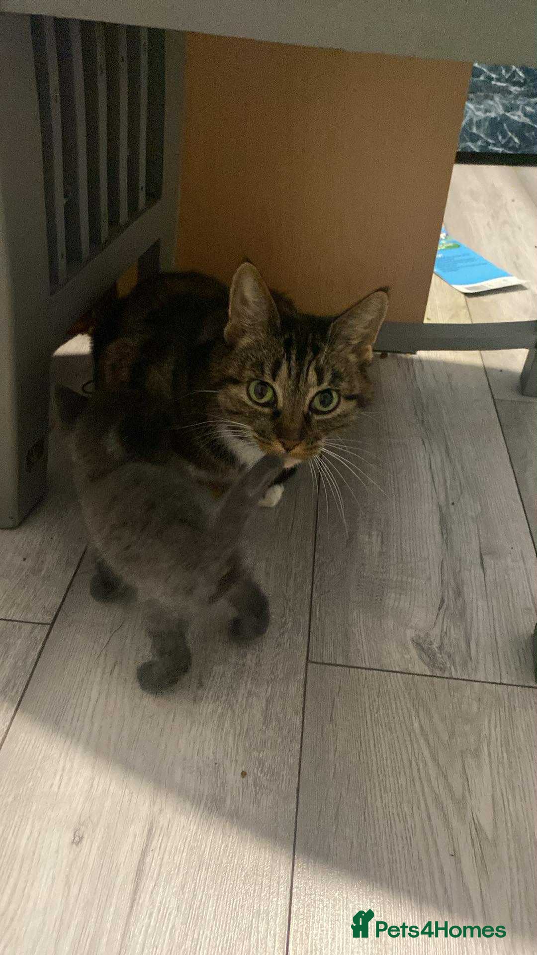 Bengal cats for sale: Beautiful bengal cross kittens ready to leave - Image 8