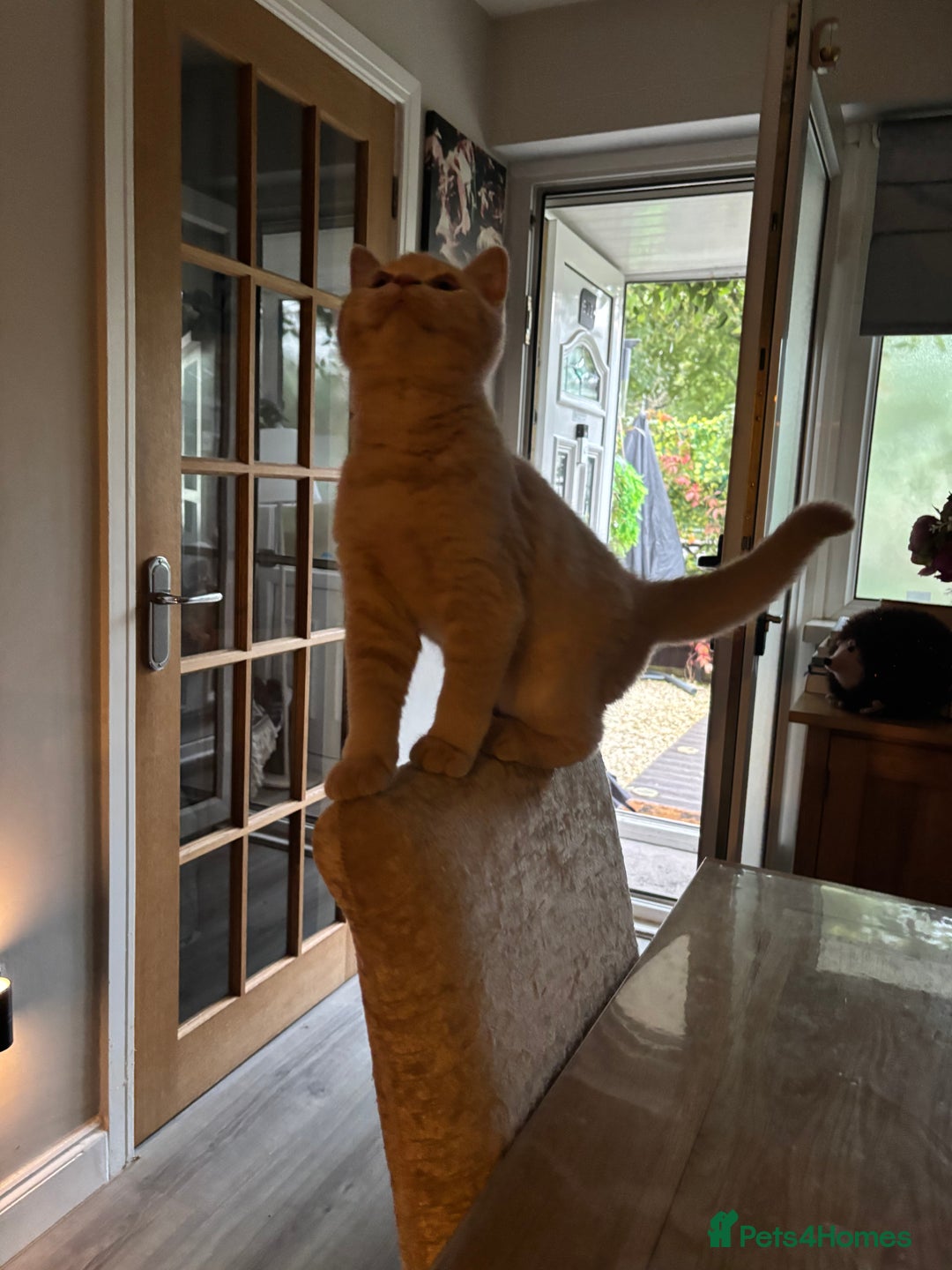 British Shorthair cats for sale: Stunning GCCF cream boy ready now  - Image 16