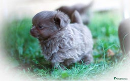 Chihuahua dogs for sale: Lilac chihuahua KC Registered Boys - Image 8