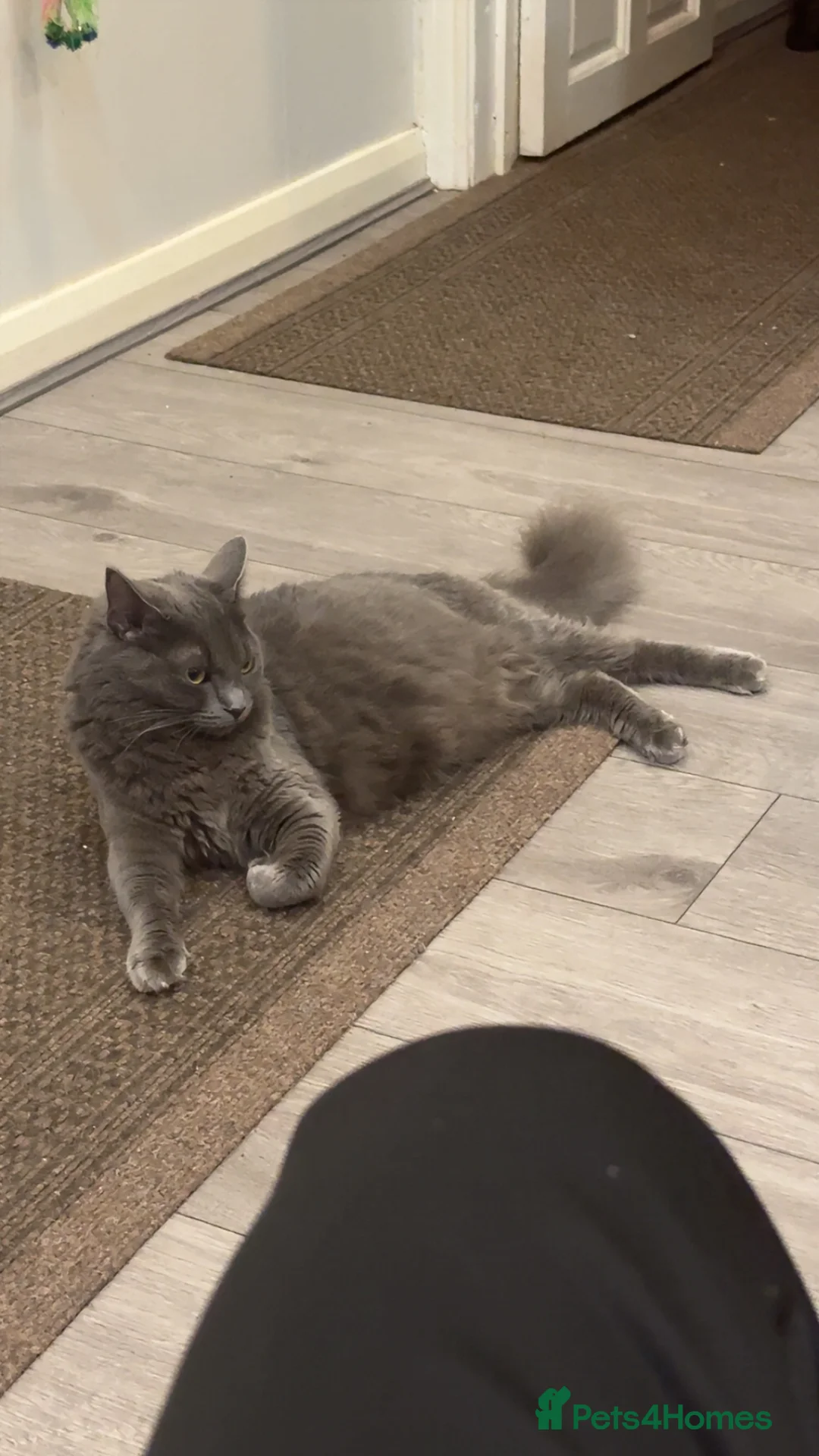 Mixed Breed cats for sale: cats for sale  - Advert 2