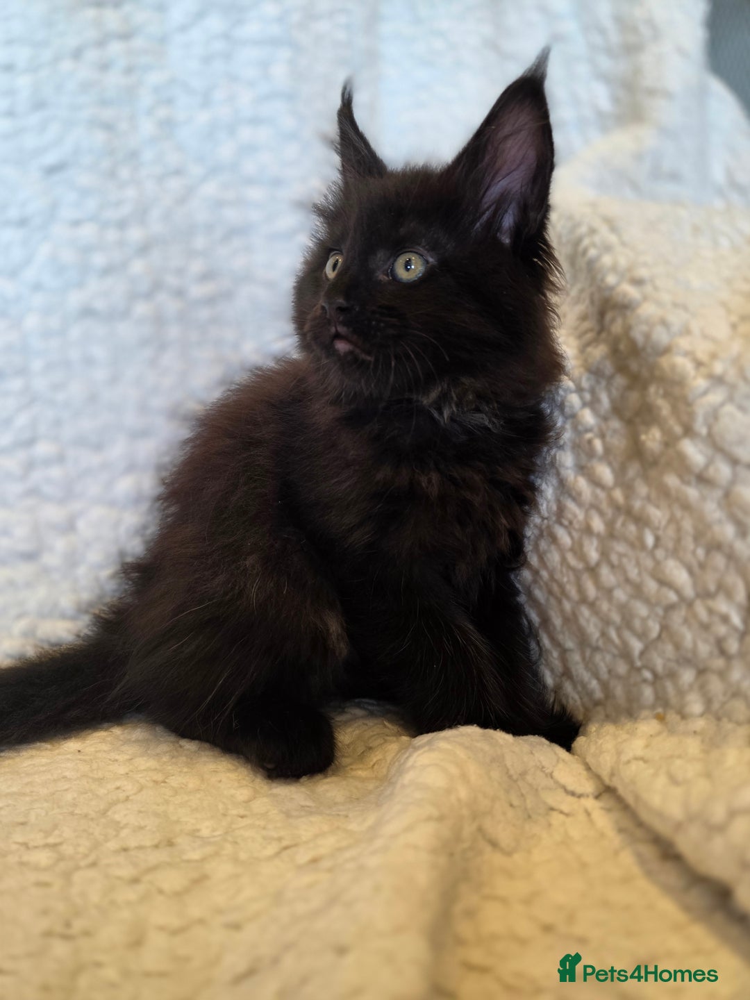 Maine Coon cats for sale: 4 x large bundles of fun - Image 15