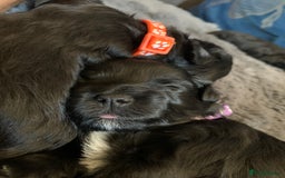Schnoodle dogs for sale: LAst GIRL REDUCED READY NOW  - Image 20