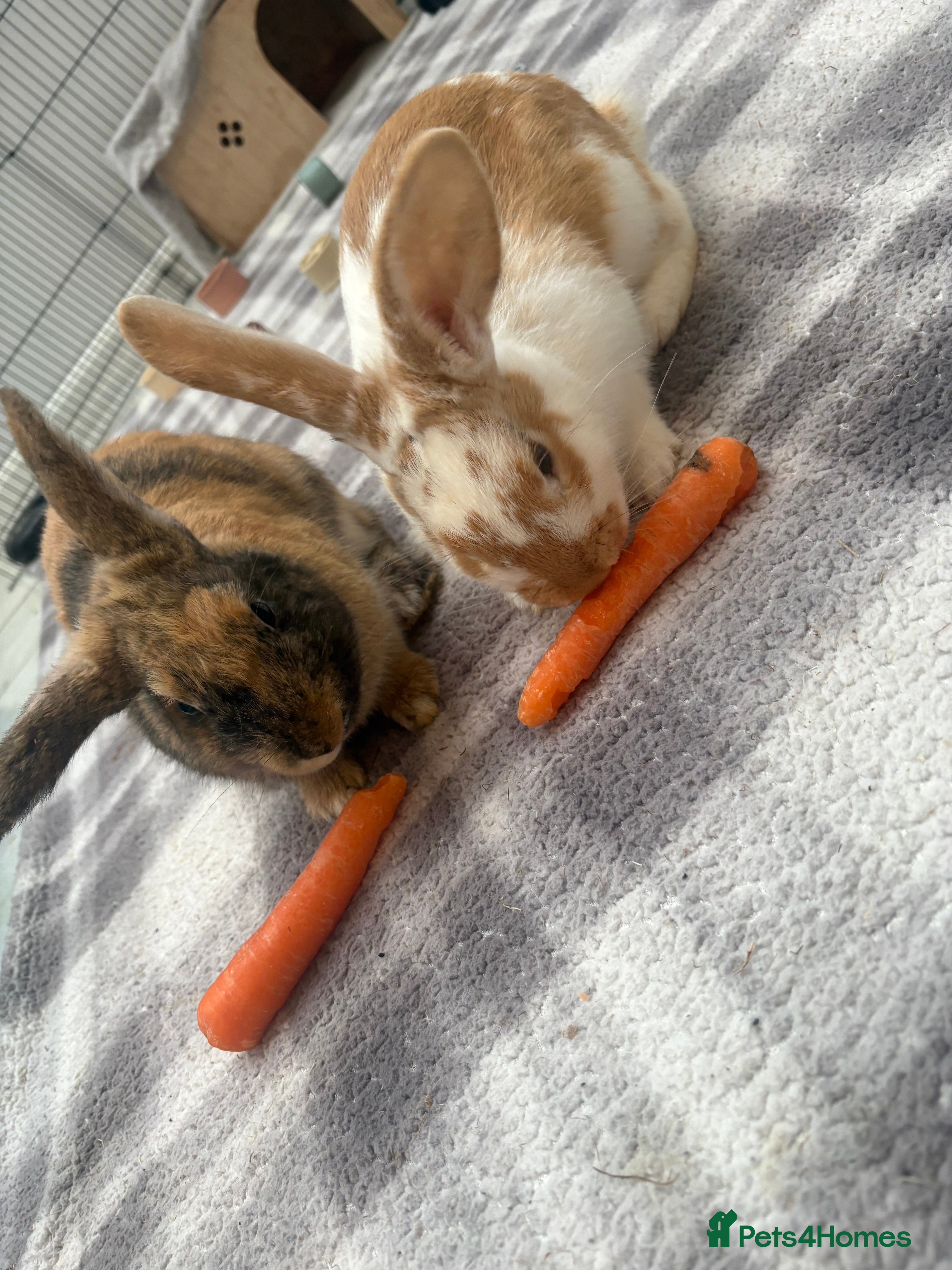 Mixed Breed rabbits Two beautiful brothers 💙 in Morecambe - Advert 3