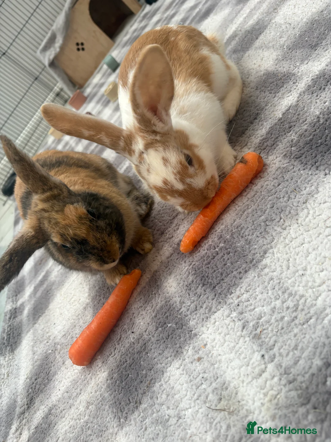 Mixed Breed rabbits for sale: Two beautiful brothers 💙 in Morecambe - Advert 1