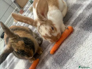 Mixed Breed rabbits Two beautiful brothers 💙 in Morecambe - Advert 3