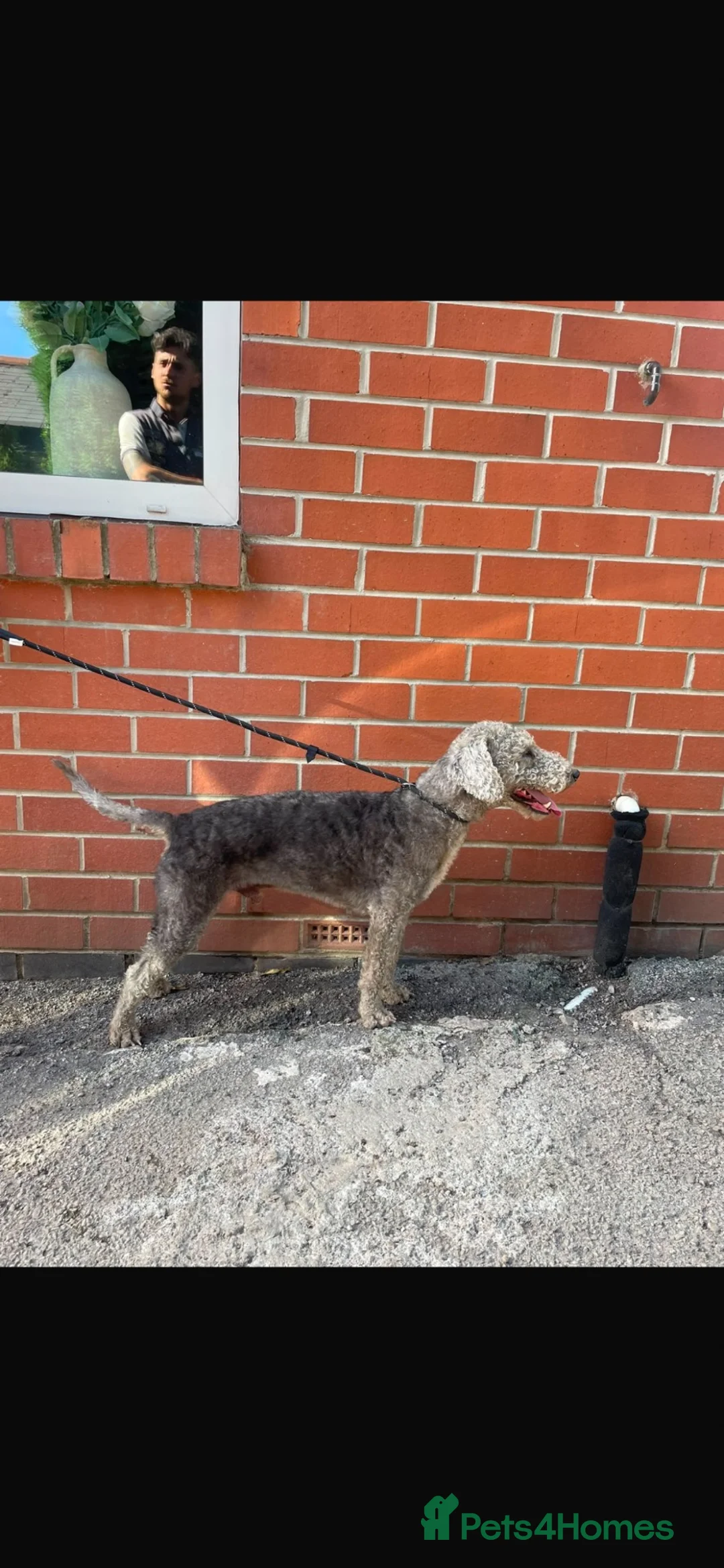 Mixed Breed dogs for sale: 1st Cross Beddy Whippets - Advert 7
