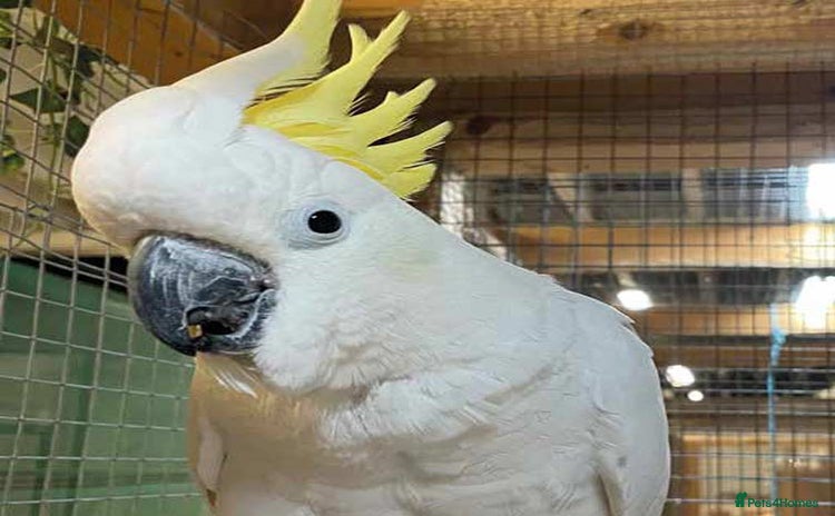 Cockatoo birds - Advert 2