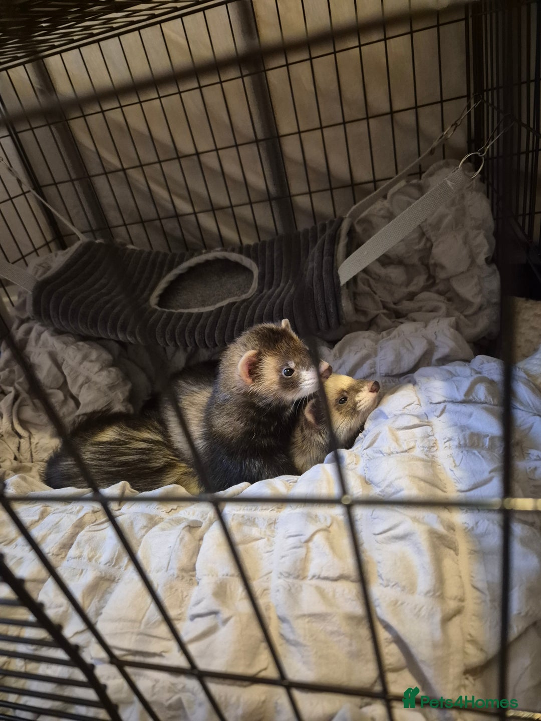 Ferret rodents for sale: 3 ferrets  - Image 1