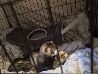 Ferret rodents - Advert 11