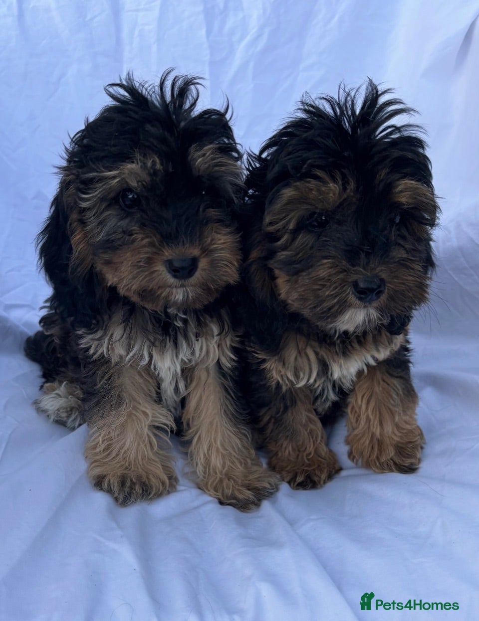 Cockapoo dogs Gorgeous cockatoo puppies - Advert 2