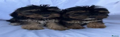 Cockapoo 3