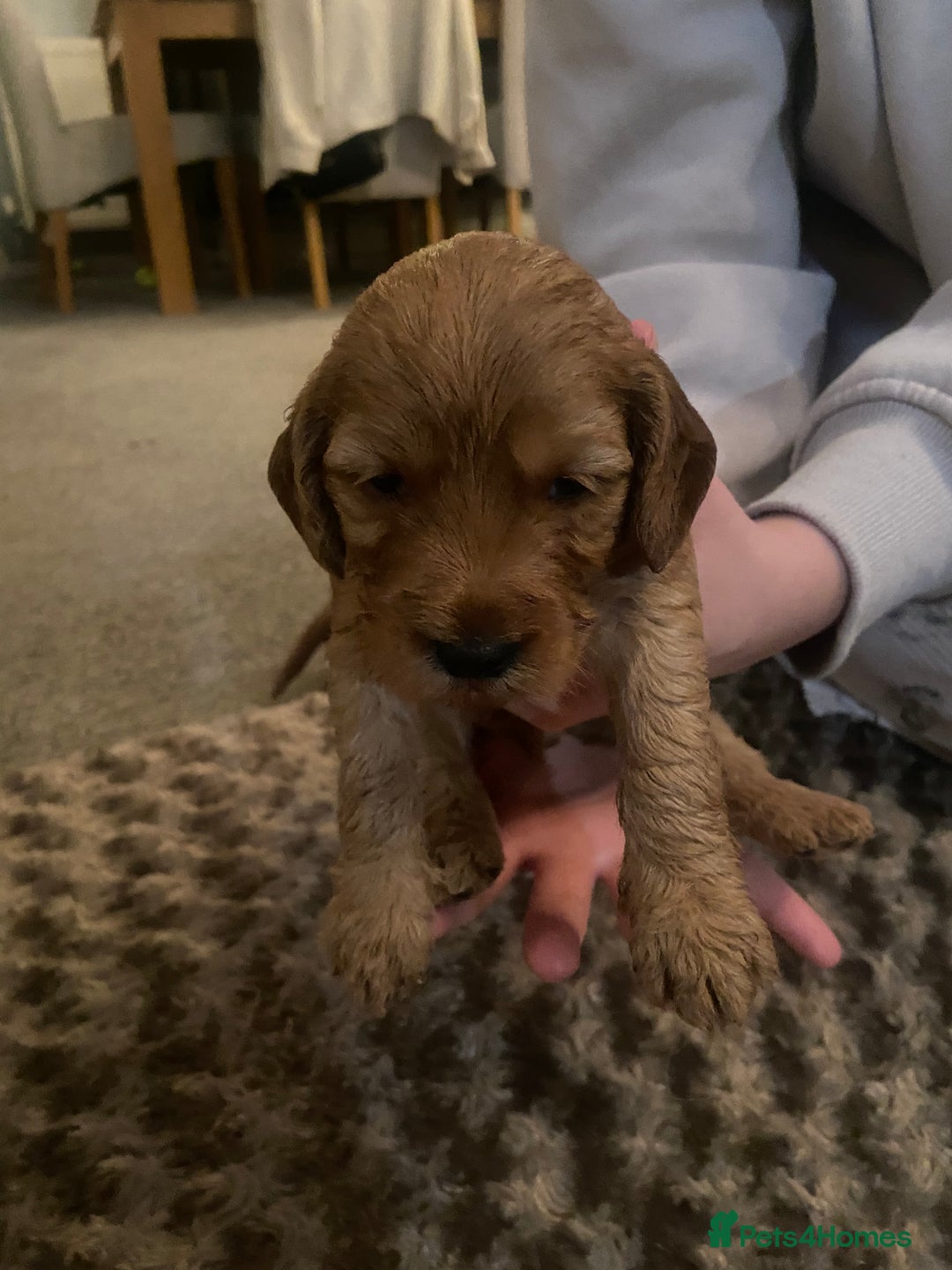 Cockapoo dogs for sale: Cockapoo pups for sale  - Image 1