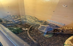 Gouramis fish for sale: 3 ball pythons  in Sutton-in-Ashfield - Image 9