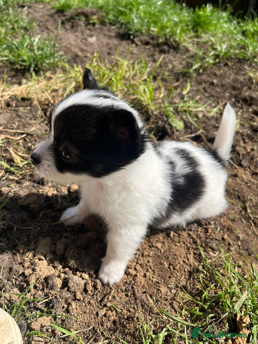 Chihuahua dogs for sale: All pups got loving homes - Image 2