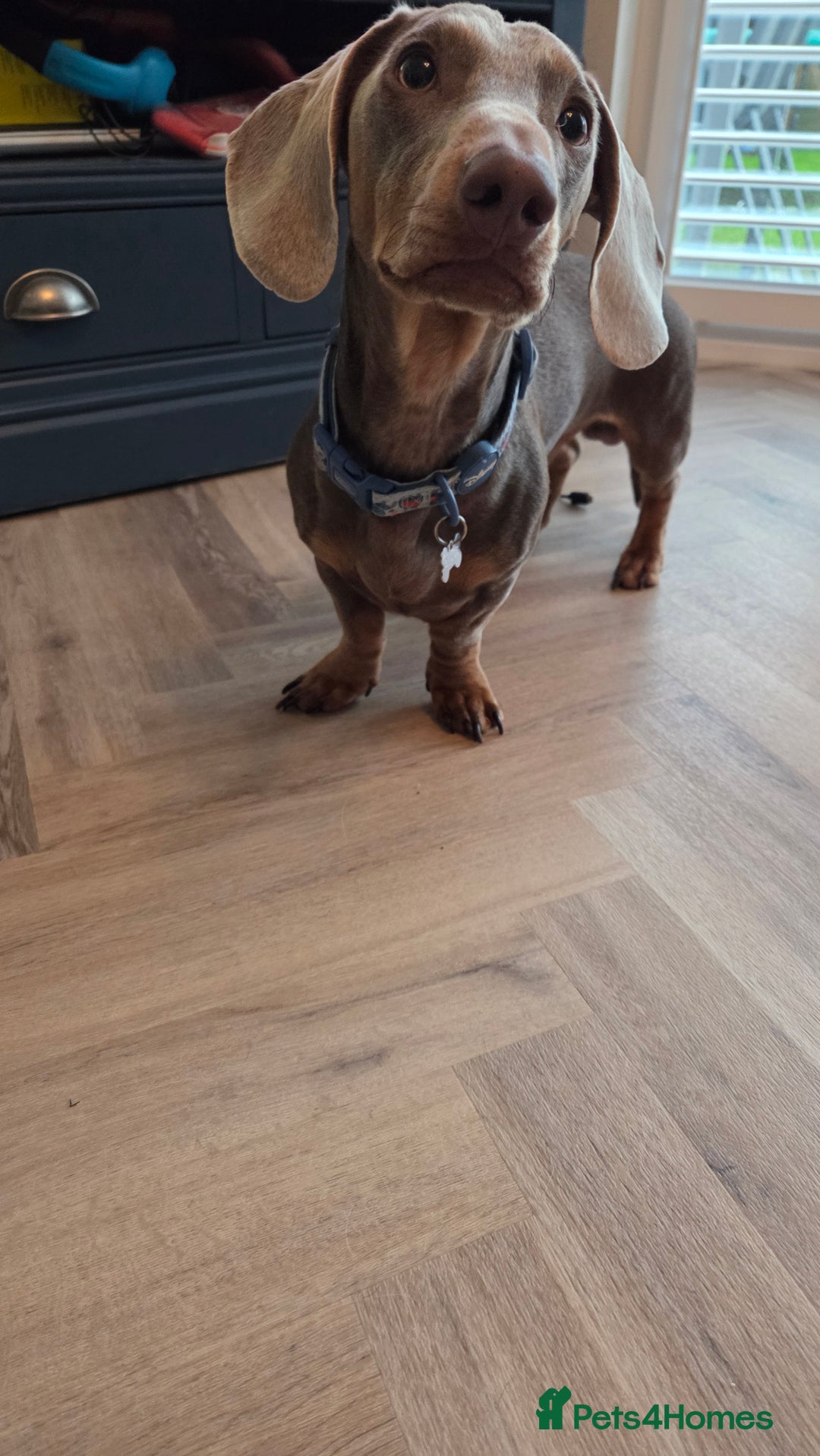 Dachshund dogs for stud: Dacshund to stud - Advert 3