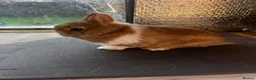 Netherland Dwarf rabbits for sale: Two female netherland dwarfs for sale - Advert 2
