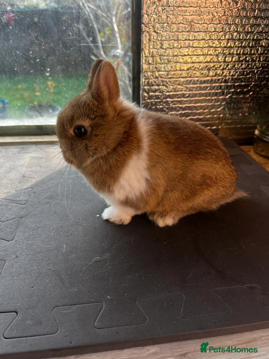 Netherland Dwarf rabbits for sale: Two female netherland dwarfs for sale - Advert 2
