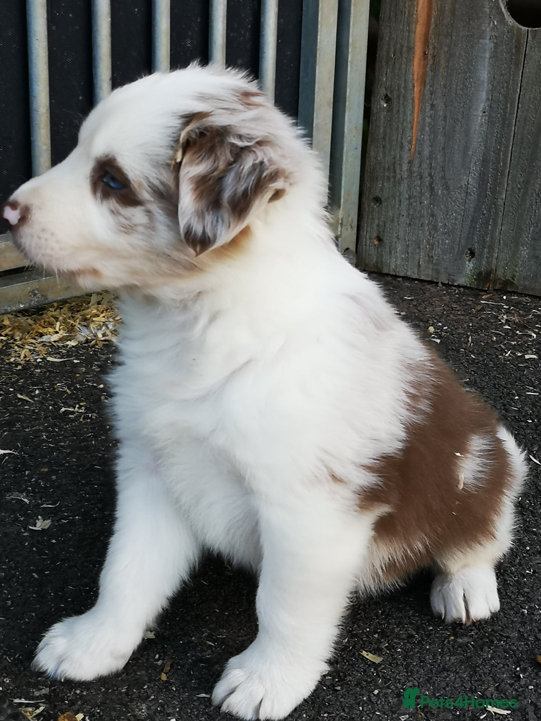 Border Collie dogs for sale: Stunning Fluffy Border Collies Puppies for Sale - Image 14