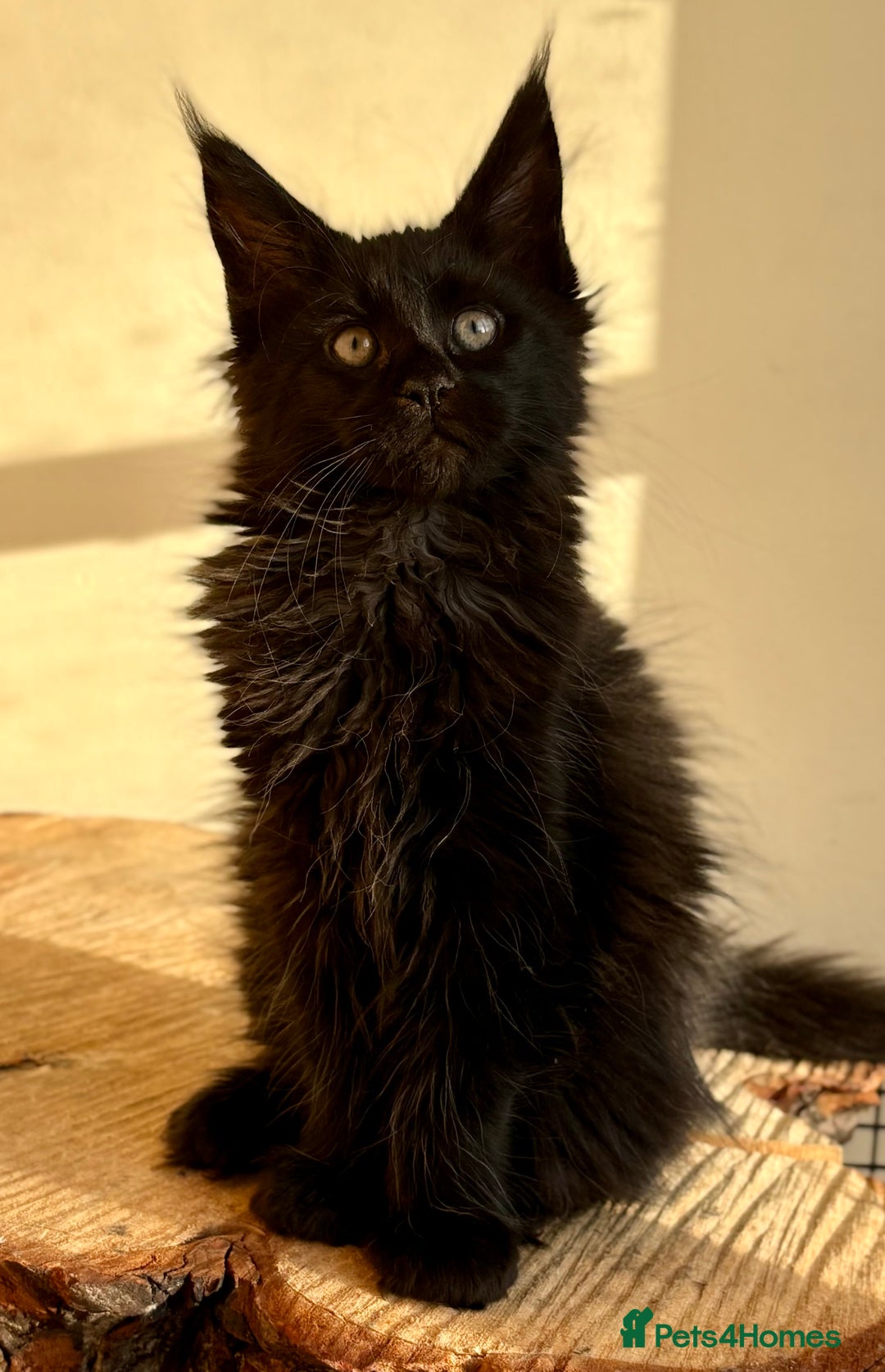 Maine Coon cats for sale: Beautiful Maine coon kittens - Advert 5