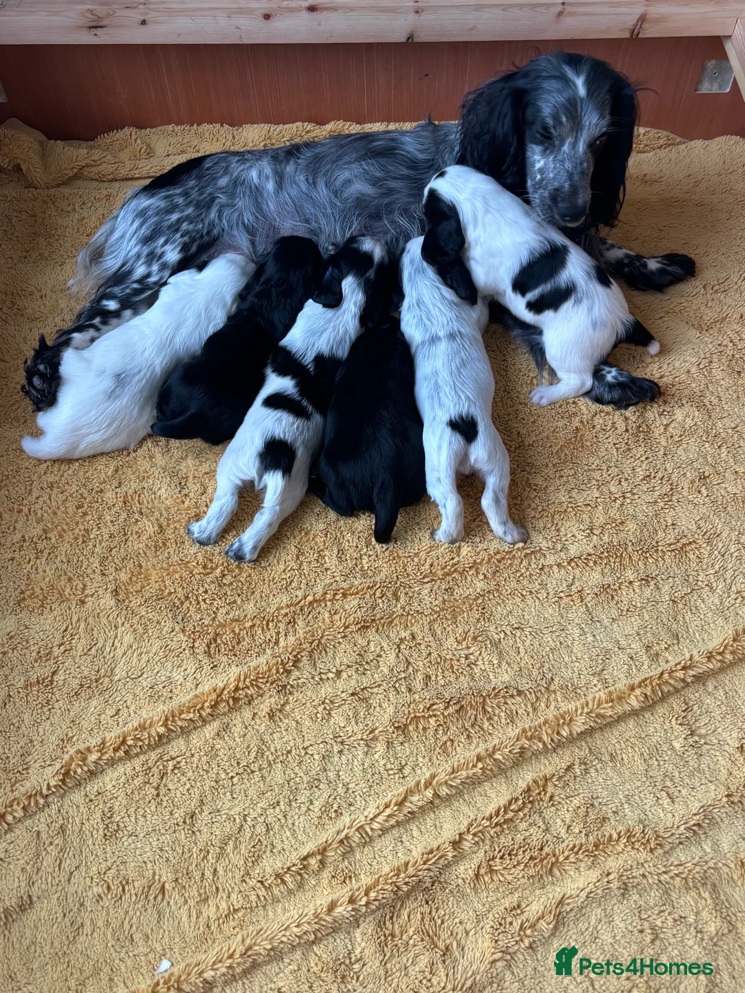 Cocker Spaniel dogs for sale: Working cocker spaniel puppies  - Advert 13