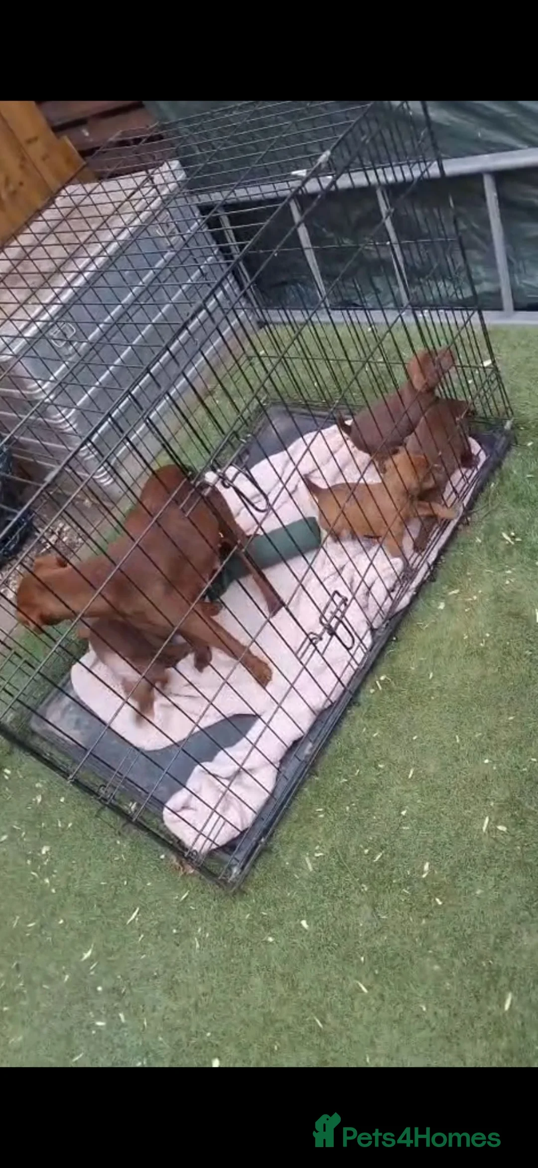 Patterdale Terrier dogs for sale: 🐾 WorkingLine Patterdale Terrier Pups– 28th june - Advert 2