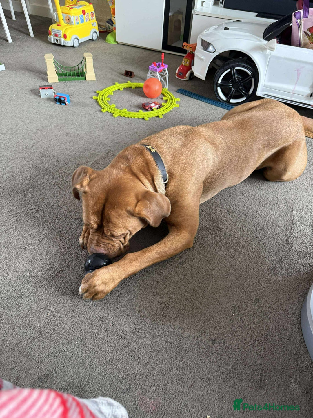 Dogue De Bordeaux dogs for sale: Bourdeau for sale  - Image 4