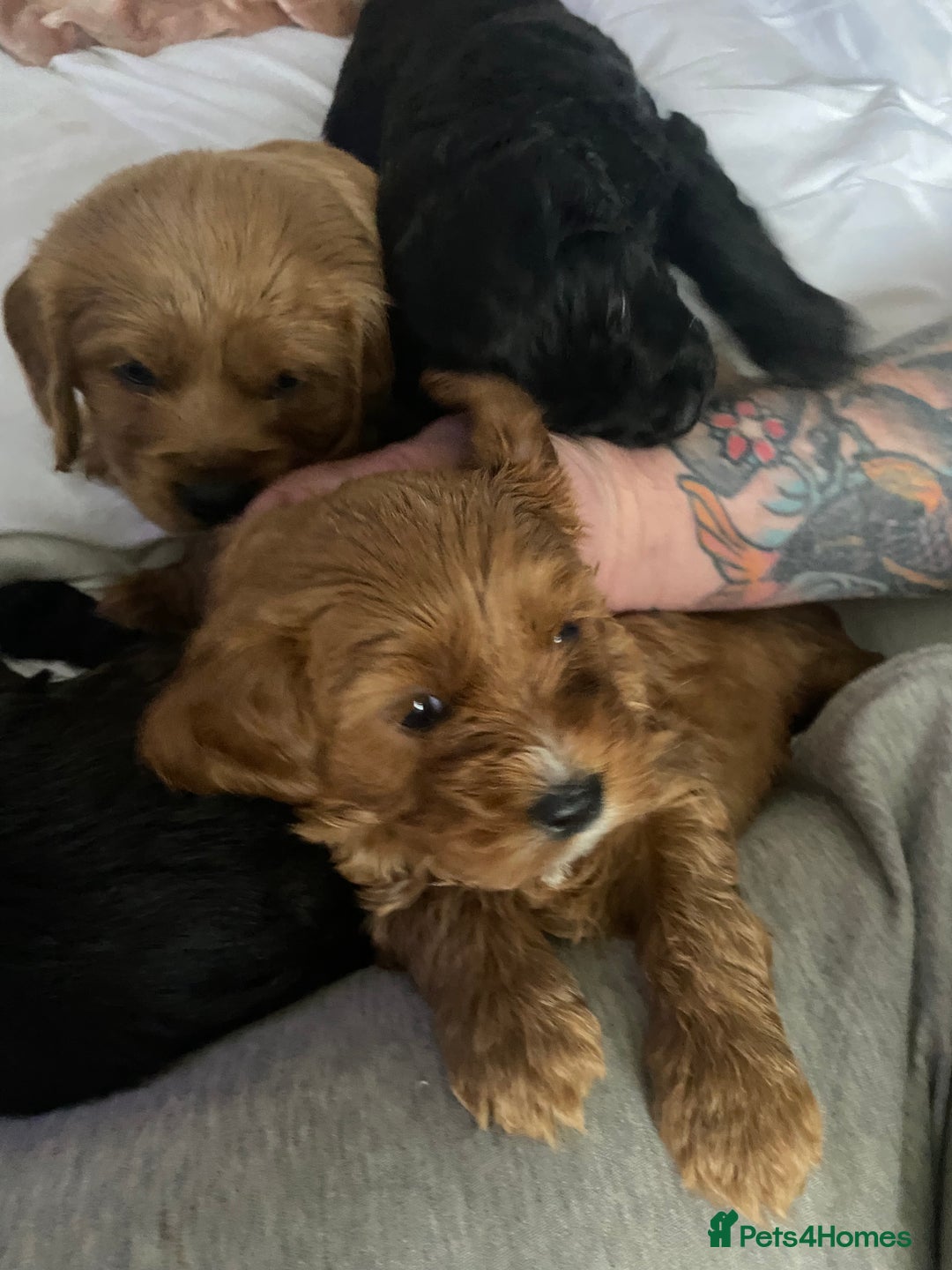 Cavapoo dogs for sale: Stunning cavapoo pups  - Advert 16
