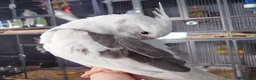 Cockatiels birds for sale: Hand reared silly tame DNA sexed baby cockatiels  - Advert 3