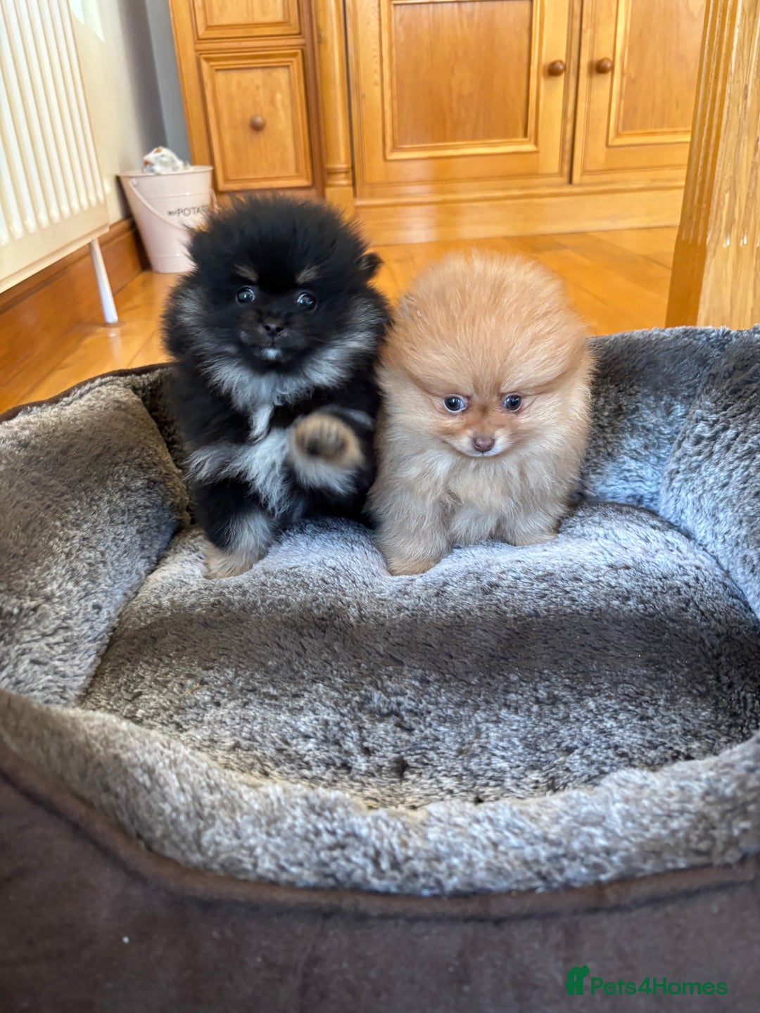 Pomeranian dogs for sale: Stunning Orange Boy - Advert 4
