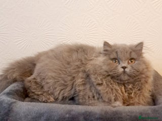 British Longhair cats TICA Beautiful Blue British Longhair Female - Advert 2