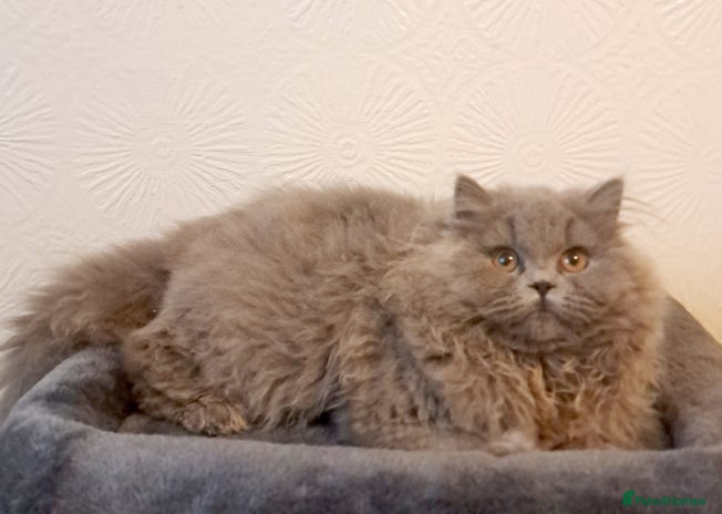 British Longhair cats - Advert 1