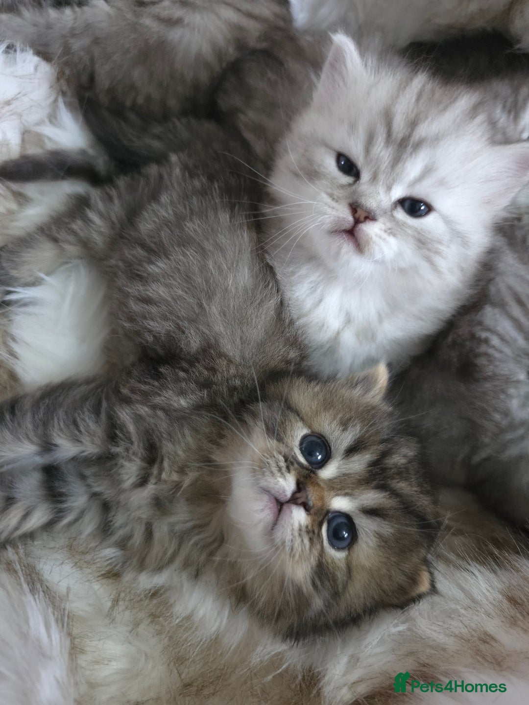 Persian cats for sale: Persian kittens  - Advert 6