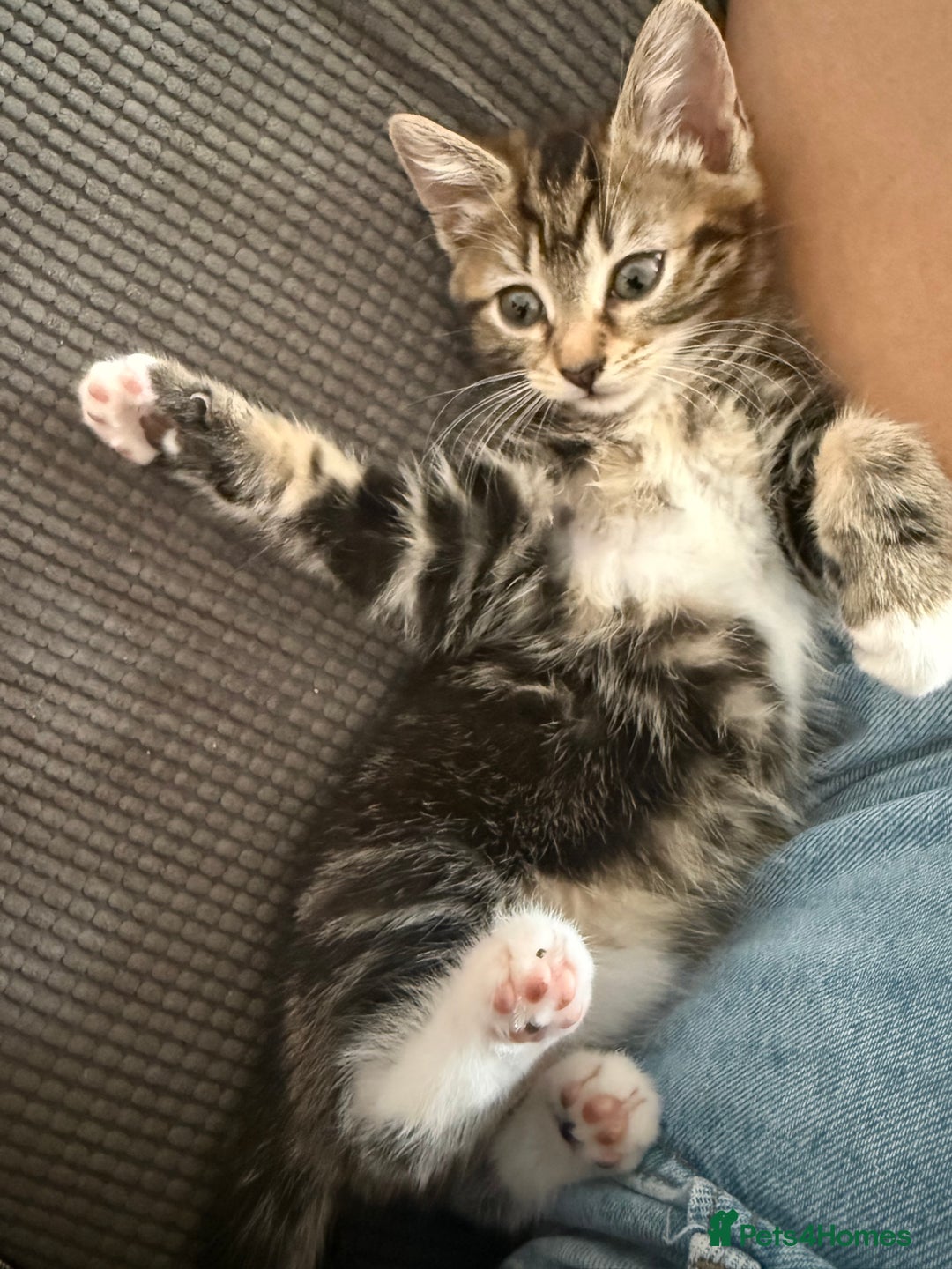 Mixed Breed cats for sale: 1 Gorgeous female Tabby available  in Lancing - Image 16