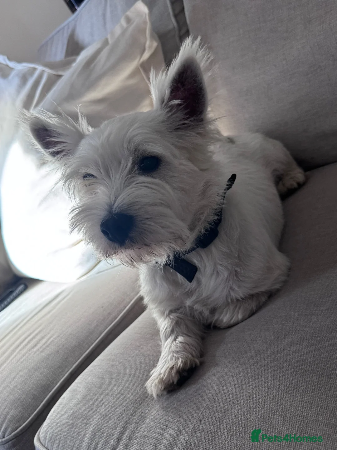 West Highland Terrier dogs for stud: West highland terrier STUD! - Advert 2