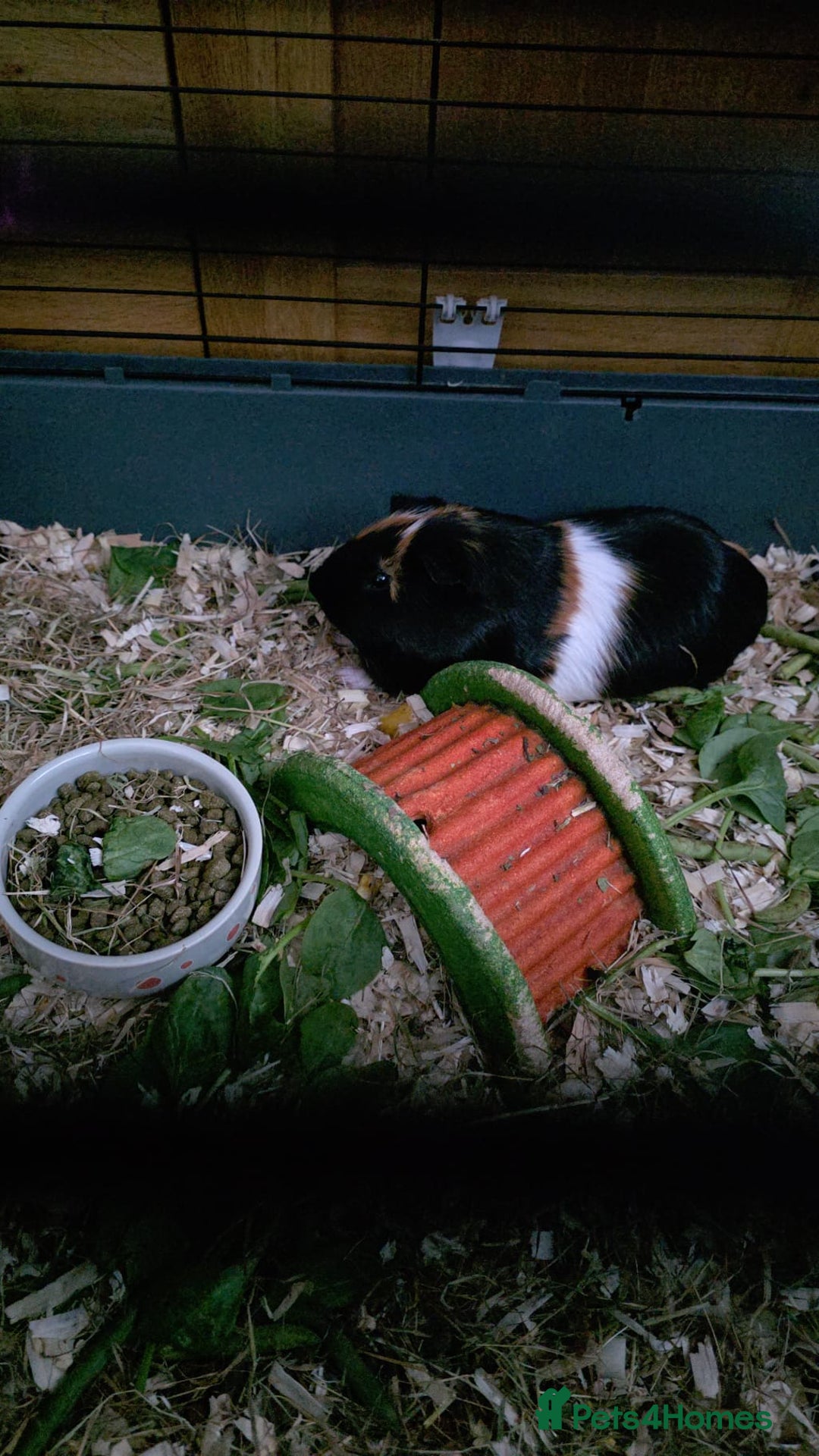 Guinea Pig rodents for sale: 2x male guinea pigs  - Advert 2