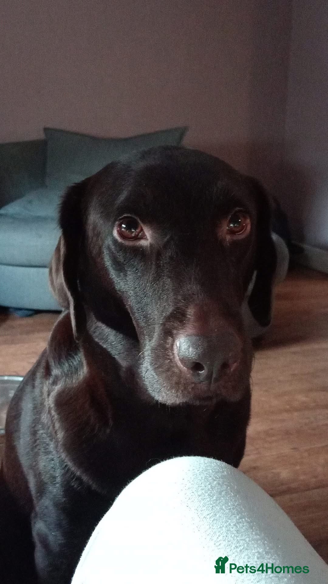 Labrador Retriever dogs Boy chocolate Labrador  - Advert 1