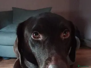 Labrador Retriever dogs Boy chocolate Labrador - Advert 4