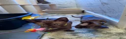 Burmese cats for sale: Burmese Kittens For Sale - Advert 18