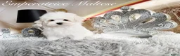 Maltese dogs for sale: Tiny KC Reg. Korean Maltese- CH line show dogs! - Advert 3