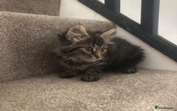 Mixed Breed cats for sale: Gorgeous Tabby Girl Kittens Ready  - Image 8