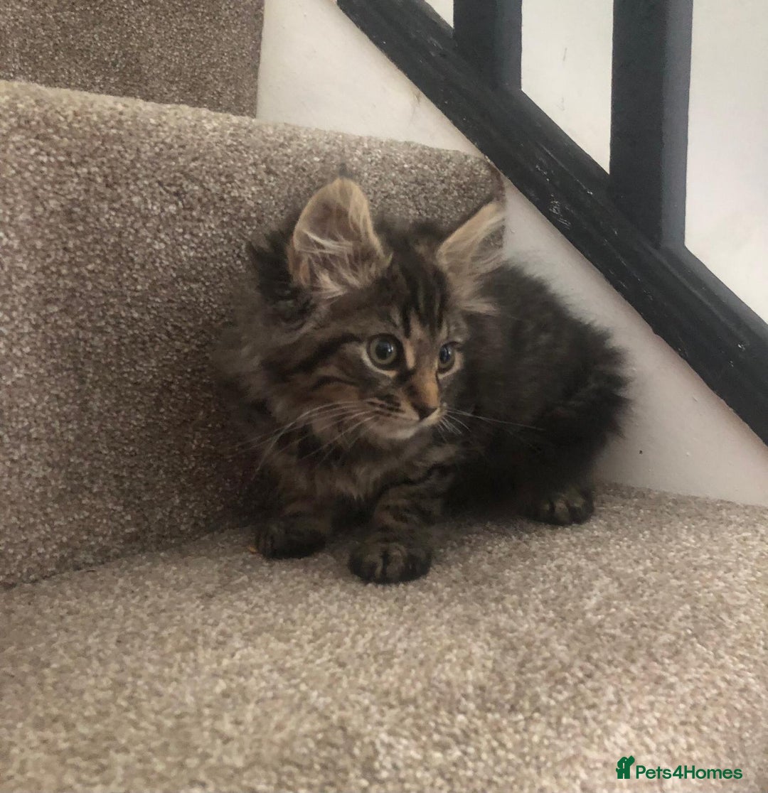 Mixed Breed cats for sale: Gorgeous Tabby Girl Kittens Ready  - Image 8