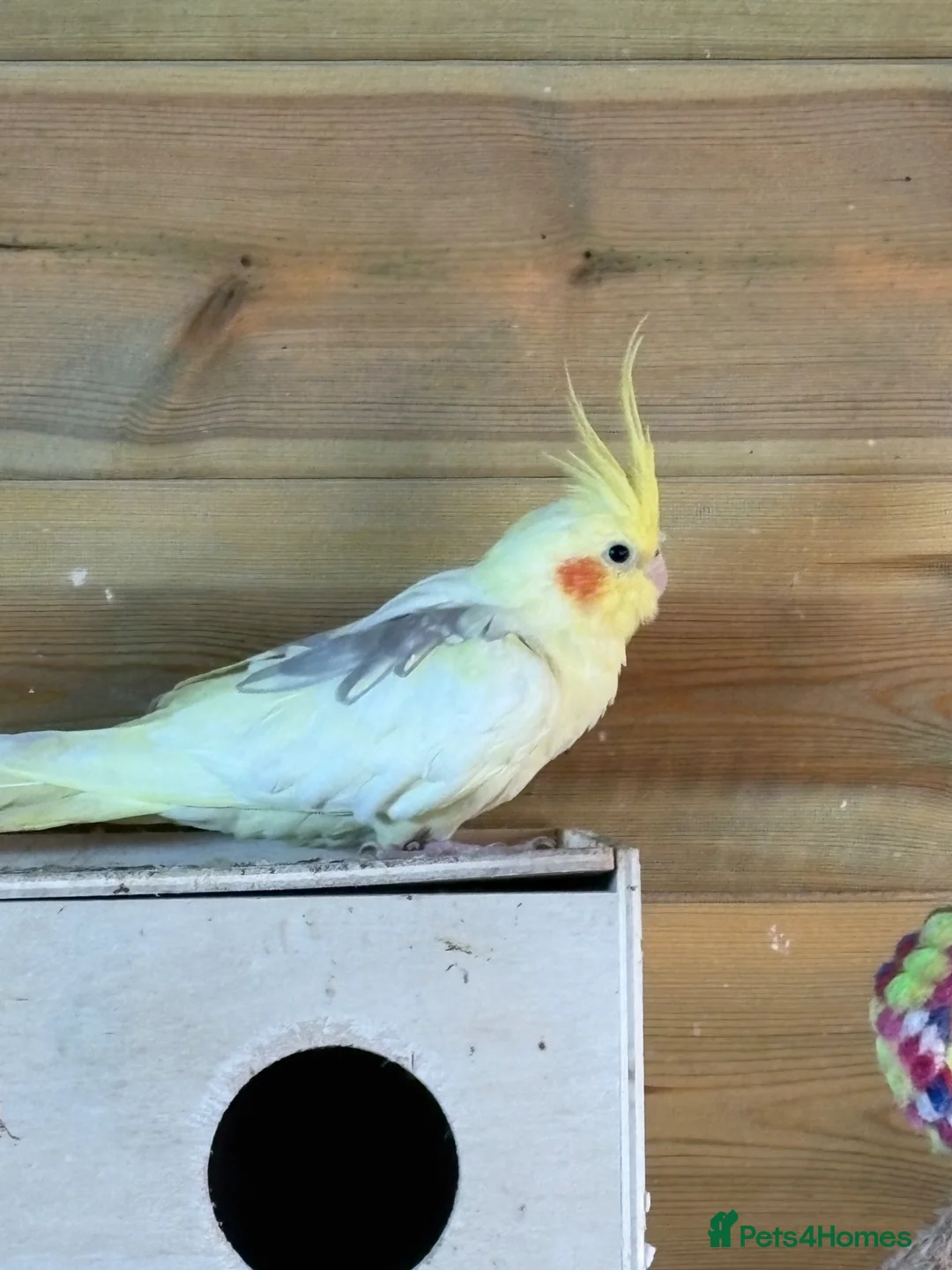 Cockatiels birds for sale: 4x cockatiels  - Advert 4