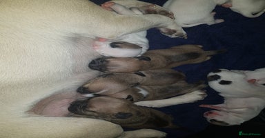 Mixed Breed dogs - Advert 7