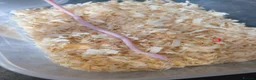 Corn Snake reptiles for sale: Corn snakes for sale  in Pentre - Advert 3